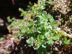 Galium formosense