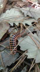Apheloriini