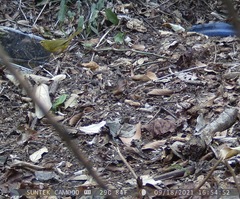 Myiothlypis flaveola