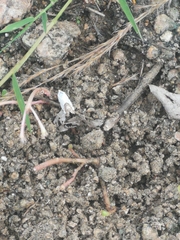 Tarache tetragona