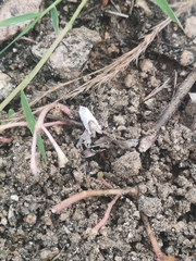 Tarache tetragona