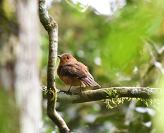 Rhytipterna holerythra