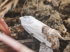 Tarache tetragona