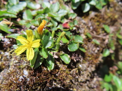 Ixeridium transnokoense