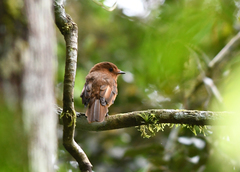 Rhytipterna holerythra