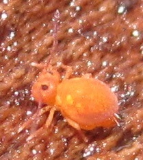 Sminthurinus henshawi
