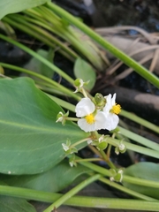 Sagittaria sanfordii