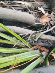 Sagittaria sanfordii