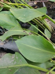 Sagittaria sanfordii