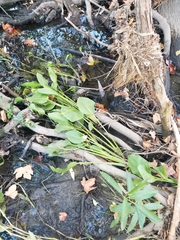 Sagittaria sanfordii