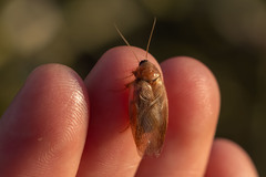 Eremoblatta subdiaphana