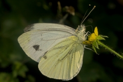 Pieris napi