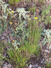 Thelesperma longipes