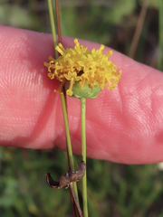Thelesperma longipes