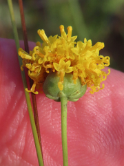 Thelesperma longipes