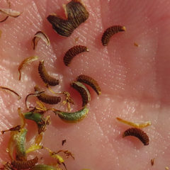 Thelesperma longipes