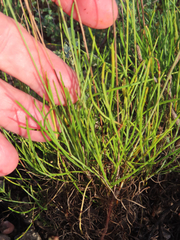 Thelesperma longipes