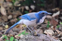 Aphelocoma californica