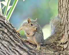 Sciurus niger
