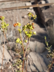 Calceolaria