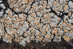 Rhizoplaca subdiscrepans