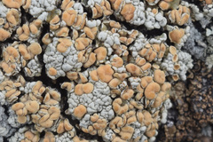 Rhizoplaca subdiscrepans