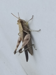 Abracris dilecta