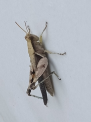 Abracris dilecta