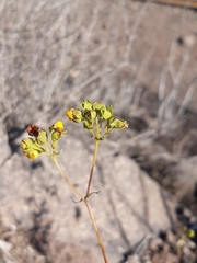 Calceolaria