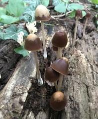 Psathyrellaceae