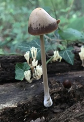 Psathyrellaceae