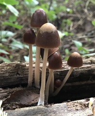 Psathyrellaceae