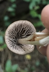 Psathyrellaceae