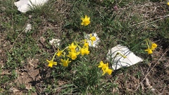 Narcissus assoanus