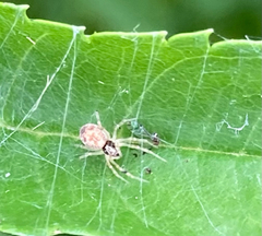 Araneae
