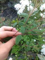 Stevia lucida