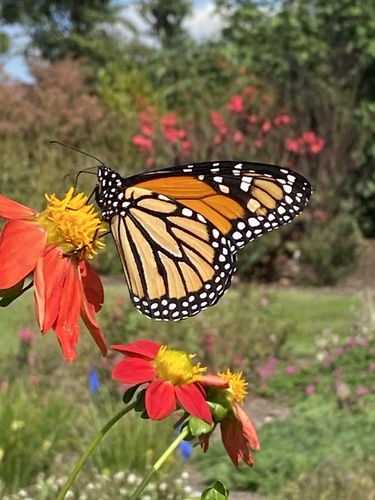 Monarch photographed in North Carolina