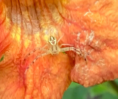 Araneidae