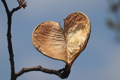 Aspidosperma