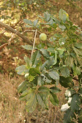 Casimiroa edulis