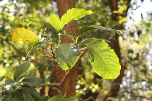 Casimiroa edulis