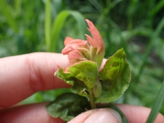 Castilleja miniata fulva