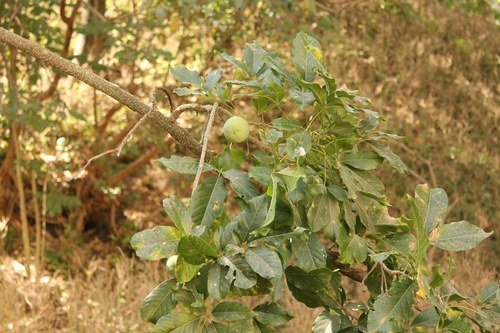 Casimiroa edulis
