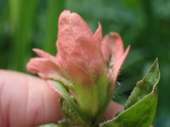 Castilleja miniata fulva