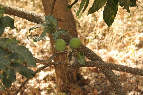 Casimiroa edulis