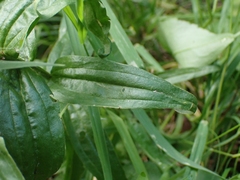 Castilleja miniata fulva