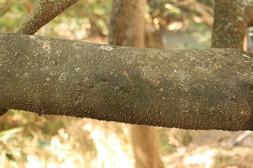 Casimiroa edulis