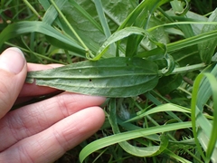 Castilleja miniata fulva