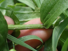 Castilleja miniata fulva