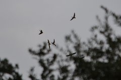 Psittacara holochlorus